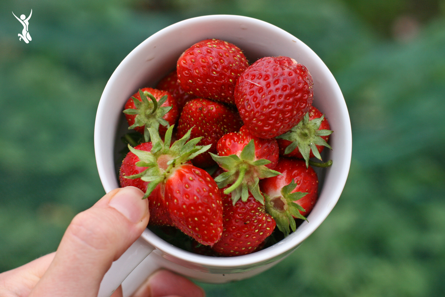 Sommerzeit-Beerenzeit-Erdbeeren
