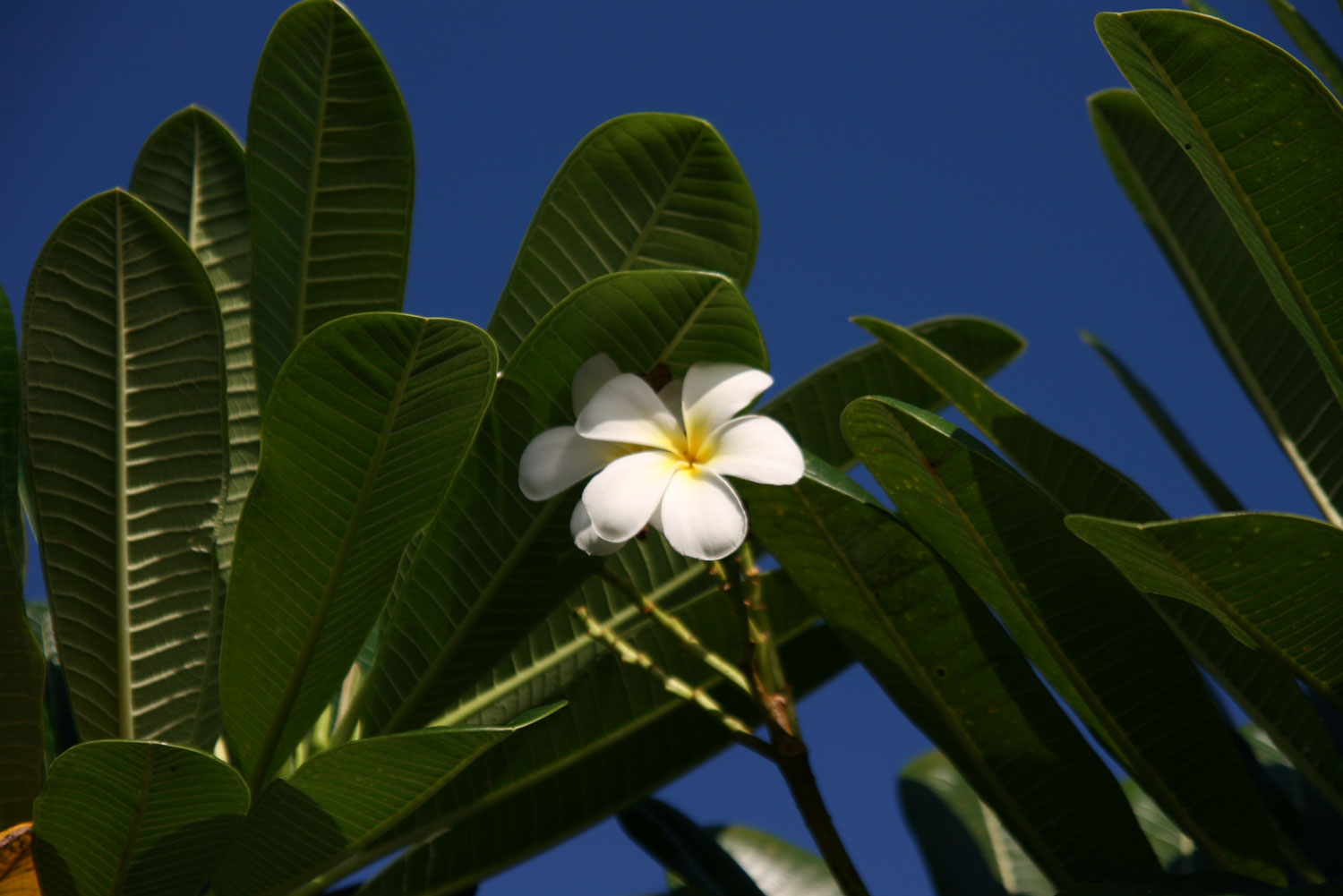 Maui-Plumeria